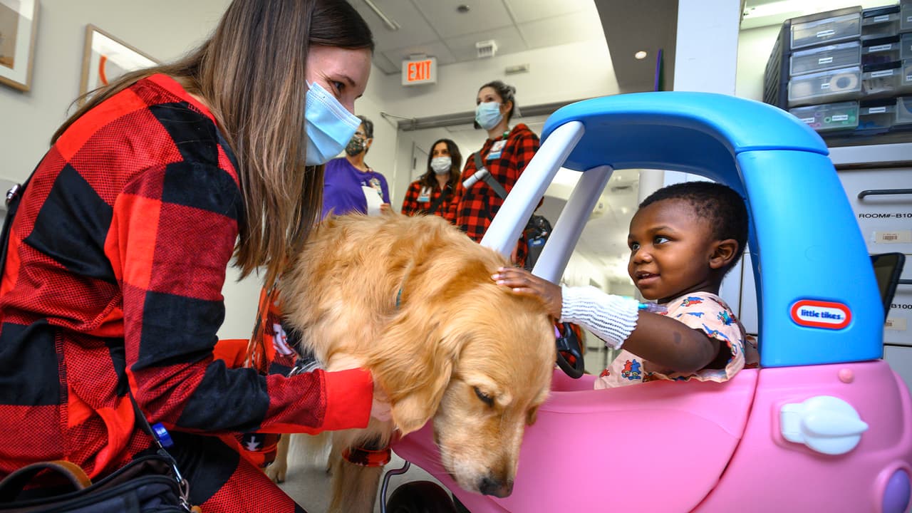 Los perros de raza Golden Retrievers vistieron cómodas pijamas a cuadros rojos y negros mientras recorrían el hospital.