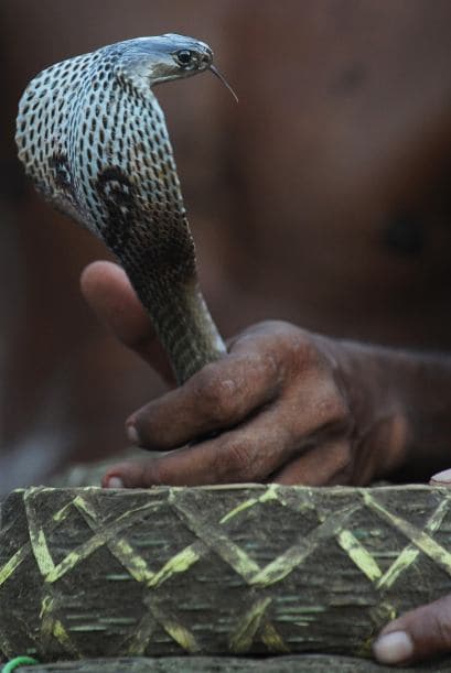 Las autoridades de la pequeña población de Liberty Eylau en el noreste texano, creen que un incendio que consumió una vivienda pudo haber sido provocado por la propia dueña que mató una serpiente en su jardín prendiéndola en llamas. Ver toda la información
