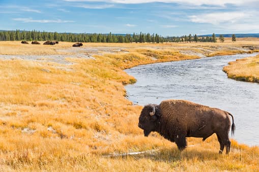 <b>Parque Nacional de Yellowstone, Estados Unidos.-</b> Con este lugar, EEUU se coloca en el top 10 de la lista de Fanthorpe de los 10 mejores lugares para visitar en 2020. Este paisaje natural con lagunas de aguas termales y géiseres, donde además se puede ver osos pardos, búfalos y alces en su hábitat naturales le resulta “increíble”.
<br>