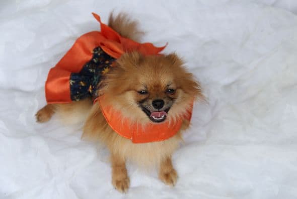 Viste a tu mascota de manera divertida y cómoda para que luzca súper 'chic'.