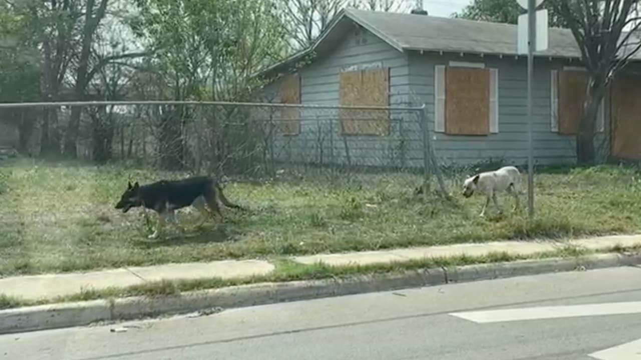 Dos semanas después del ataque mortal, 
<a href="https://www.univision.com/local/san-antonio-kwex/perros-calles-sueltos-san-antonio-ramon-najera-mataron">dos perros de gran tamaño rondan sueltos </a>cerca de donde mataron al veterano hispano Ramón Nájera. Los vecinos siguen denunciando que las autoridades no le están prestando atención a esta situación que están sufriendo.