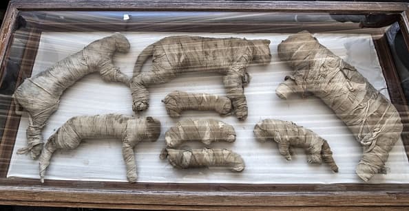 Además de los cachorros de león, también fueron encontrados gatos momificados, cobras, cocodrilos y escarabajos, los cuales fueron decorados con jeroglíficos. 
<br>