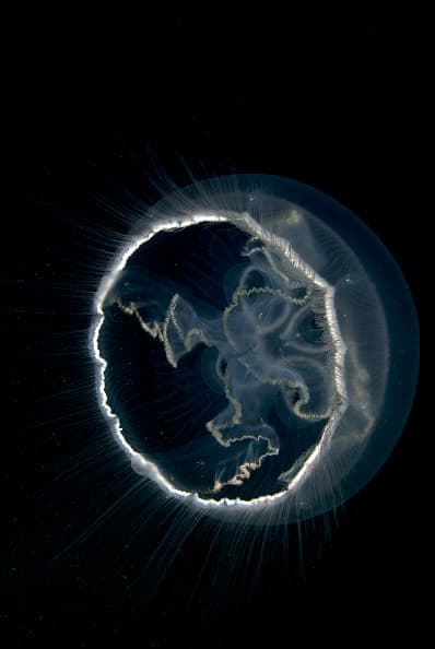 El desove es una forma de reproducción sexual utilizada por muchos animales invertebrados acuáticos.