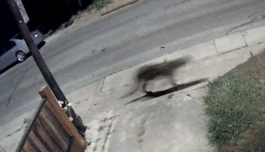 Cámara de vigilancia capta a un puma que se paseaba por un vecindario de San Mateo