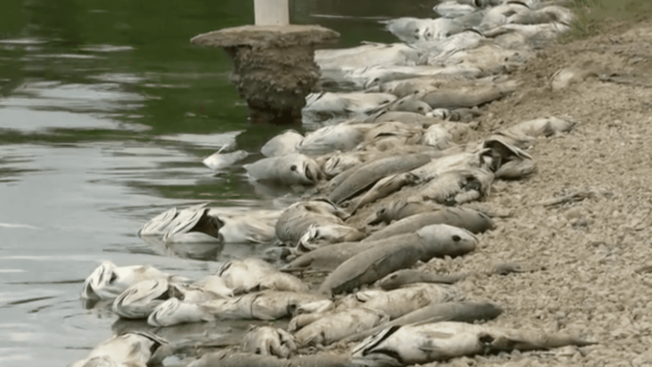Según el vocero del Departamento de Parques y Vida Silvestre de Texas, esto es un hecho que ocurre cada temporada y bastante común en el Lago Calaveras, el cual tiene una profundidad de unos 45 pies; sin embargo, debido al calor reporta bajos niveles de llenado.
