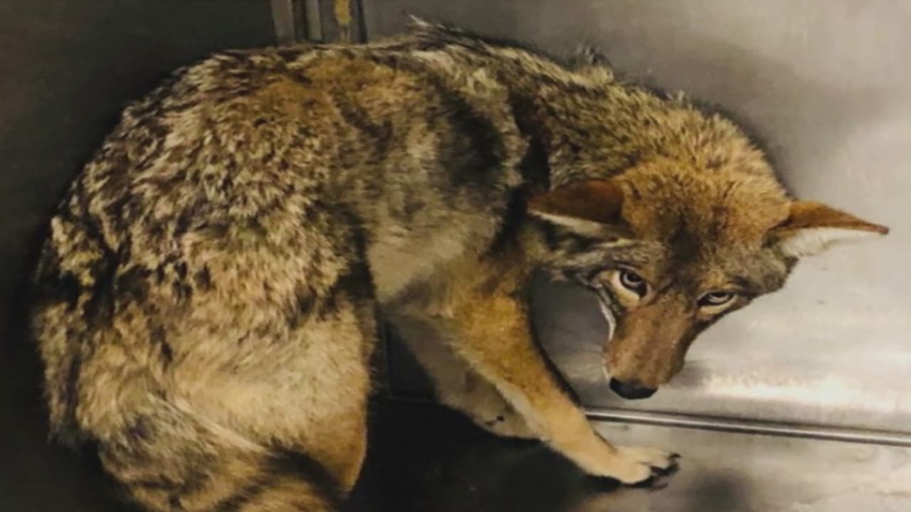 El coyote que mordió a un niño de 6 años no será sacrificado y lo llamaron 'Mercy'
