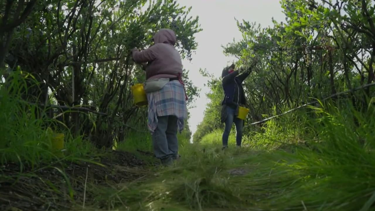 Abusos en campos agrícolas exponen violencia sexual contra trabajadoras