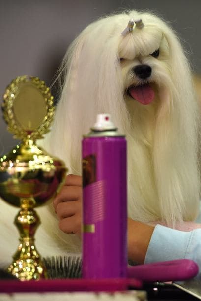 Este pequeñín sentado a un lado de su trofeo y muy bien peinado.