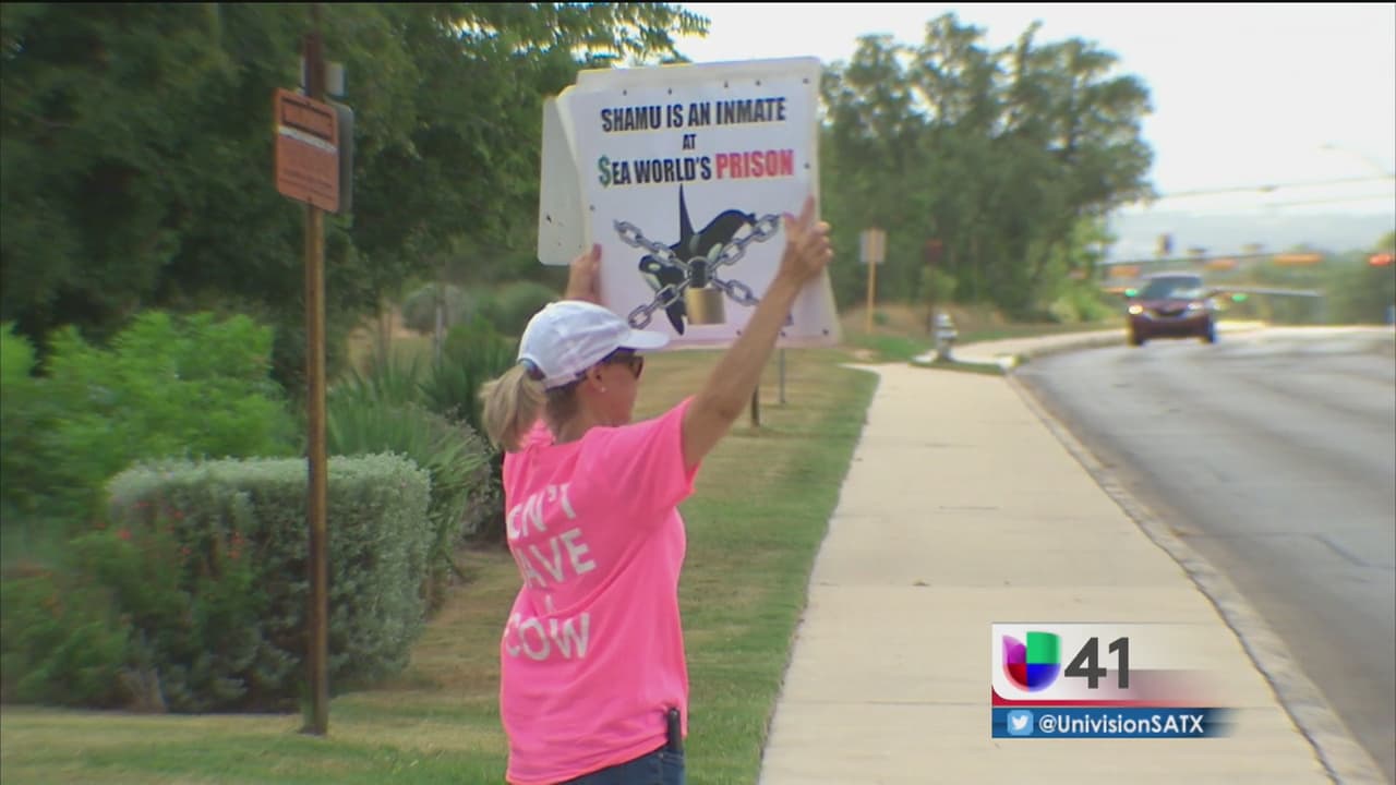 Genera indignación la muerte de la última orca nacida en cautiverio en San Antonio