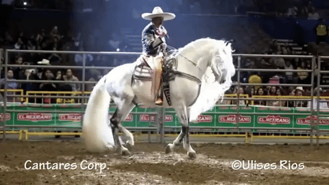 El 'Cheque' Peña afirma que prácticamente nació en un caballo, pues desde pequeño, allá en su pueblo de San José del Valle, Nayarit, era el medio en el que se trasnportaba su familia, y ahora orgulloso porta el traje de charro y lleva su espectáculo por toda la Unión Americana.