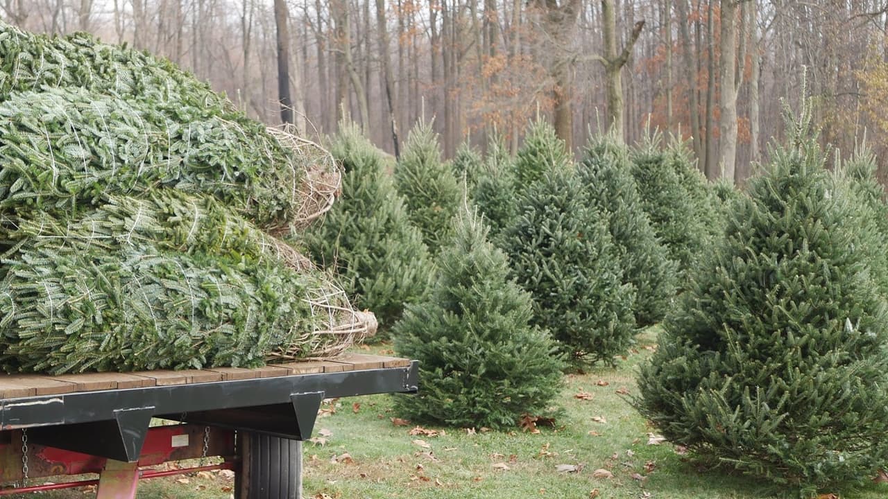 <b><a href="https://westlaketreefarms.com/">Westlake Tree Farms</a></b>
<a href="https://westlaketreefarms.com/">:</a> una granja de 160 acres de cuarta generación, ofrece abetos Fraser y concolor precortados y, a partir de la temporada, corte sus propios abetos noruegos. Luego, visite el Granero de Navidad, donde puede visitar a Papá Noel, ver trenes y explorar una variedad de adornos y regalos. Se requieren máscaras (para usted y Santa), y la exhibición del tren se desinfecta regularmente. 📍 
<a href="https://goo.gl/maps/s6yY8b3hSHRqL38H9">2421 Hill Camp Rd., Pottstown</a>