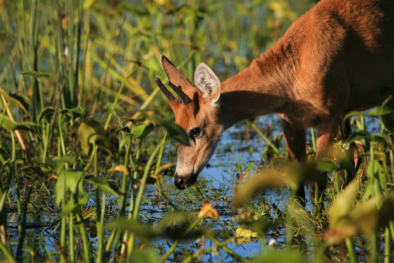 Los esteros del Iberá, en Argentina.