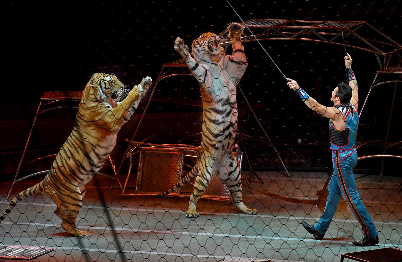 <b>Ringling Bros. and Barnum & Bailey Circus.</b> Durante casi 150 años este circo viajó por todo el país, pero comenzó a perder popularidad en las últimas décadas. Los activistas por los derechos de los animales venían criticando al circo durante años y la asistencia de público cayó hasta en un 50% desde 1990. El alto costo de trasladar el espectáculo de una ciudad a otra eventualmente hizo que el modelo de negocio fuera insostenible. En la fotografía el último acto de esta compañía en Uniondale, Nueva York, en 2017.
<br>