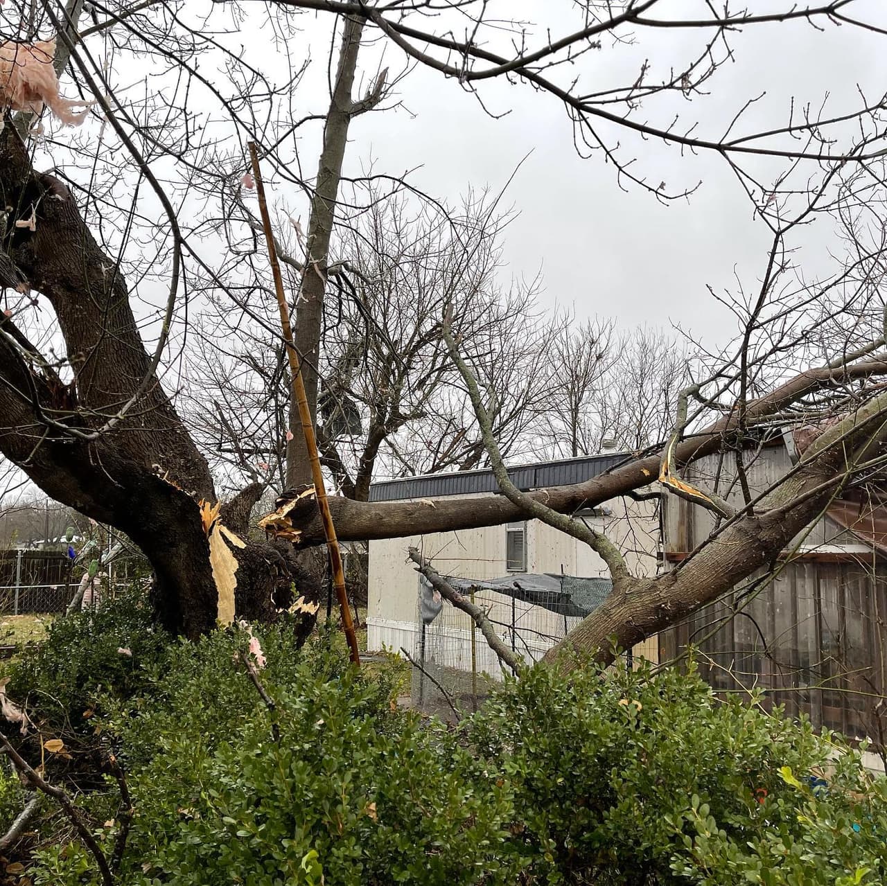 Varios árboles también fueron partidos por mitad.