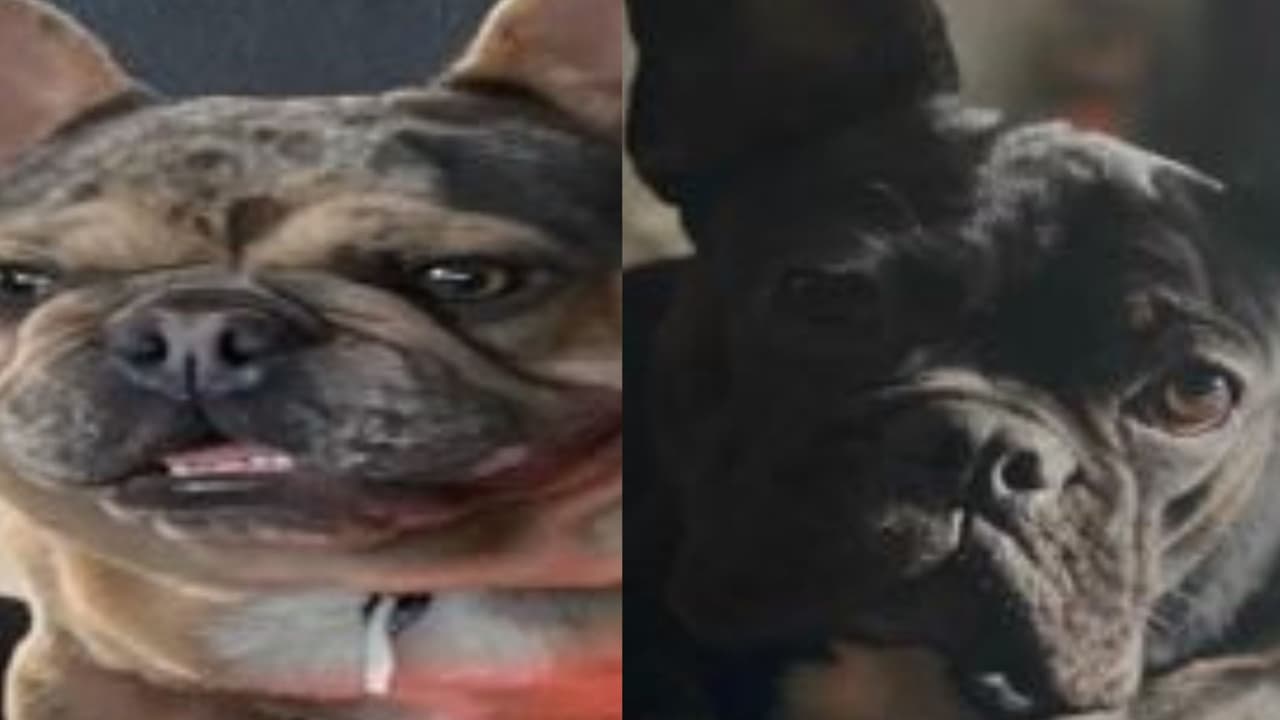 Buscan a sospechosos que robaron dos bulldogs francés en el condado de Fulton 