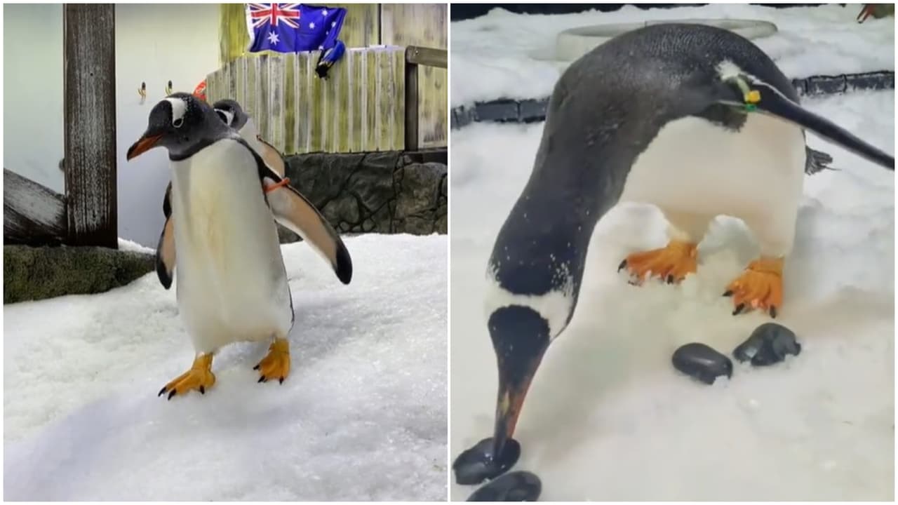 Aún se desconoce la verdadera causa de su muerte.