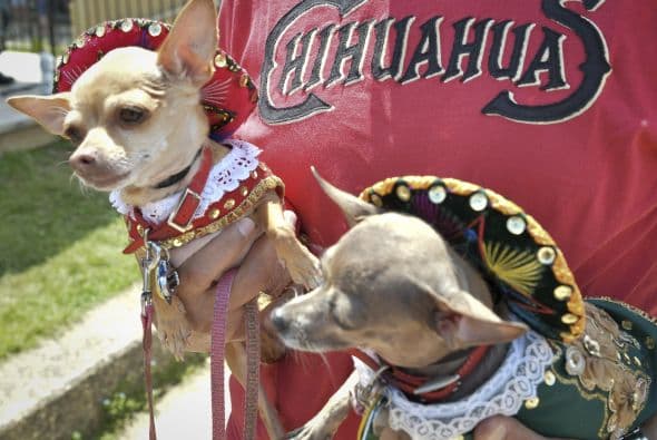 Decenas de perritos se disfrazaron y personificaron en tradicionales vestimentas para festejar el 5 de Mayo.