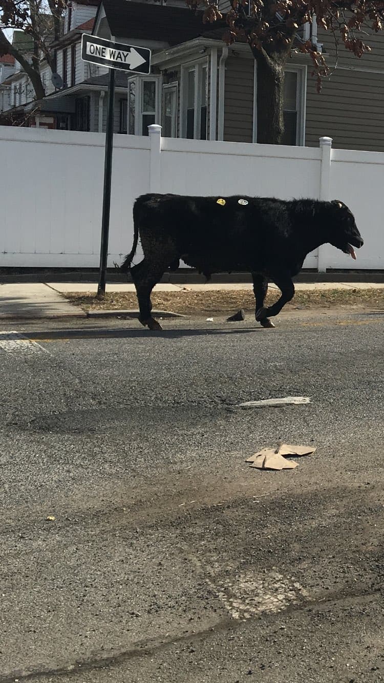El toro que puso a correr a la policía en la ciudad de Nueva York