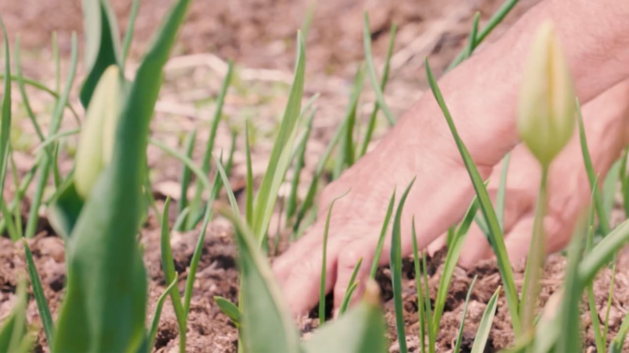 Por el momento, el espacio es un parque común y corriente. El proyecto estará a mediados del año próximo. 
<b>¿Cómo lucirá la granja?</b> El equipo tiene un jardín que se llama Semillas de Justicia. Su cuidado es por los residentes colaboradores. Estas fotos que tomó Univisio Chicago, le muestra el huerto.