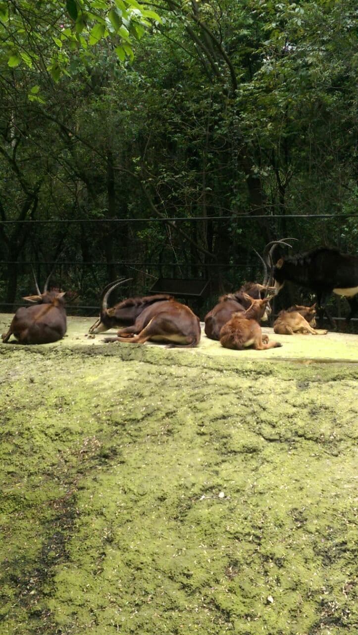 “Estado del sustrato del exhibidor de los antílopes Sable. Todo enlamado”, dice a Univision Noticias la activista.
