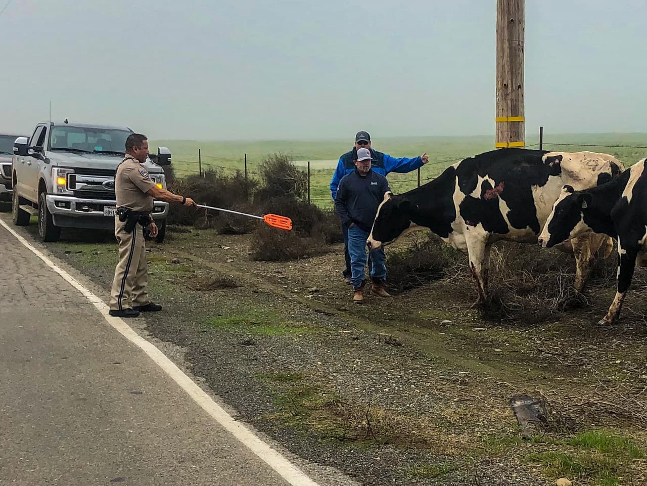 Algunos agentes policiales se entrenan y cacpacitan en cómo manejar vacas o cabras en medio de la ruta. Este fin de semana, el oficial Jeremy Carabajal tuvo serios problemas con tres vacas 'desobedientes'.