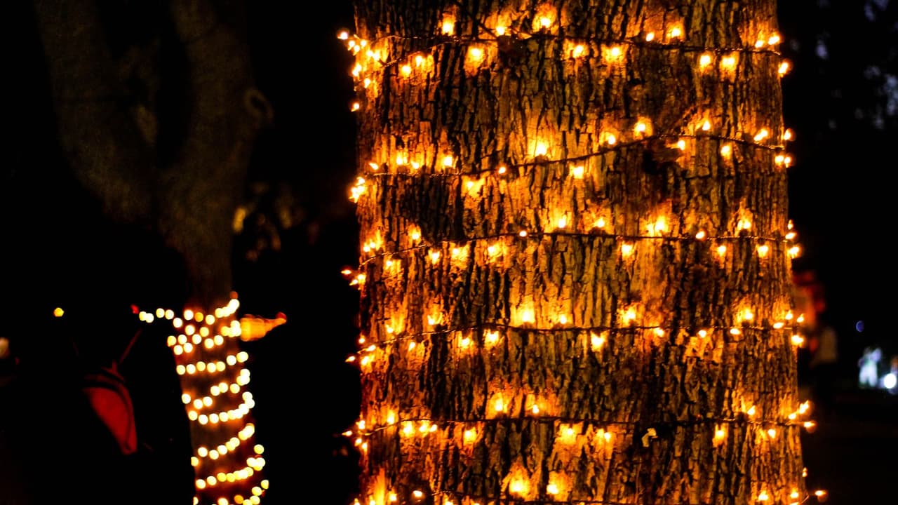 Recuerda que a los perros les gusta masticar todo lo que se les cruza, así que trata de evitar que use como goma de mascar el cable de las luces que has puesto de adorno para Halloween.