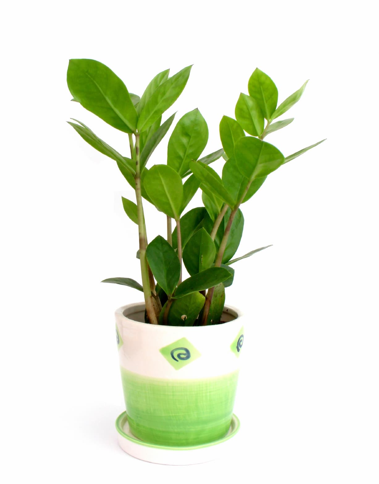 Los filodendros, las bromelias y los árboles de caucho también son buenos para filtros químicos y toxinas desde el ambiente.