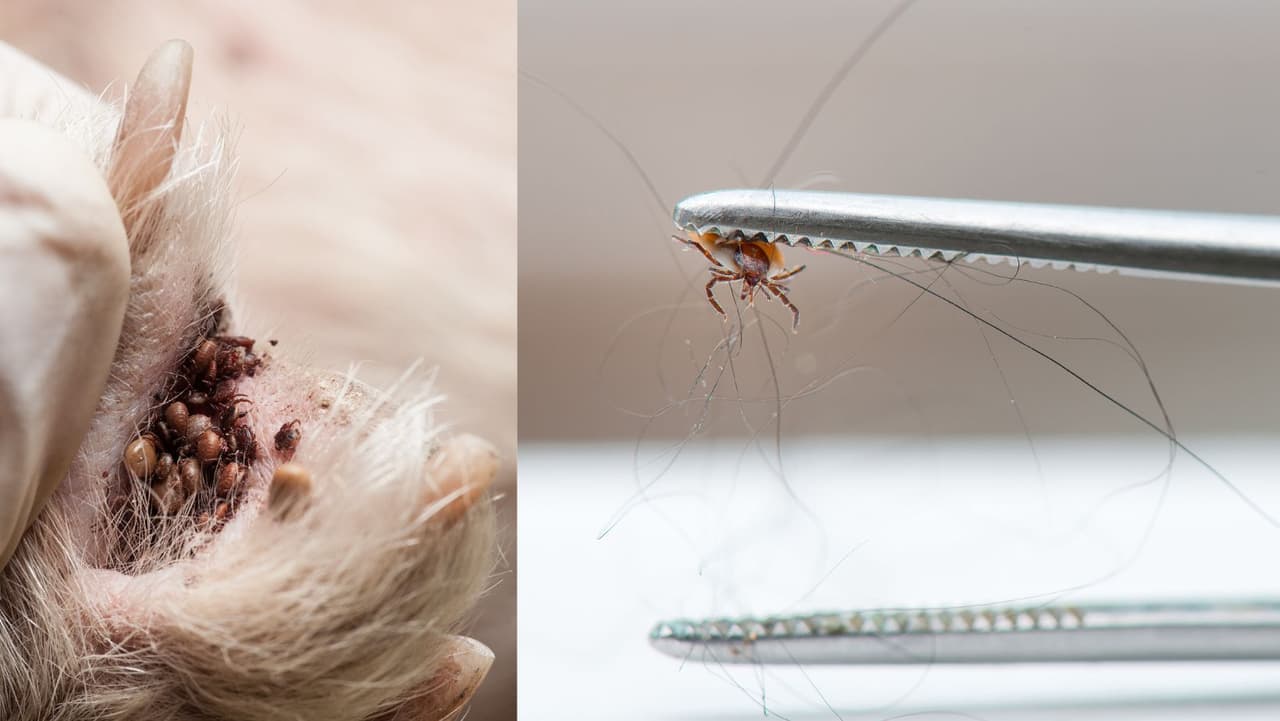 Cómo proteger a tu perro de las garrapatas en la región de Filadelfia