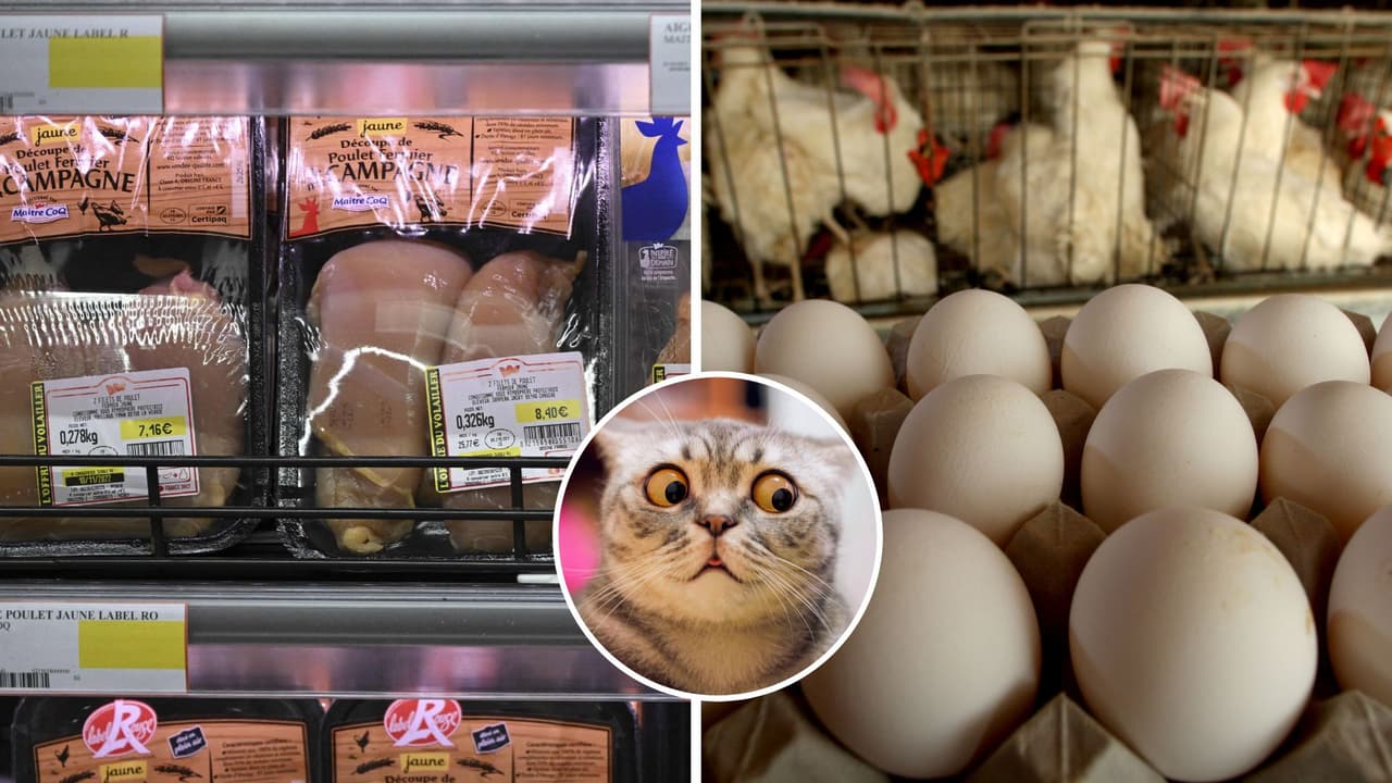 ¿Es peligroso lavar el pollo antes de cocinarlo? Advierten riesgos para la salud por peligrosa bacteria