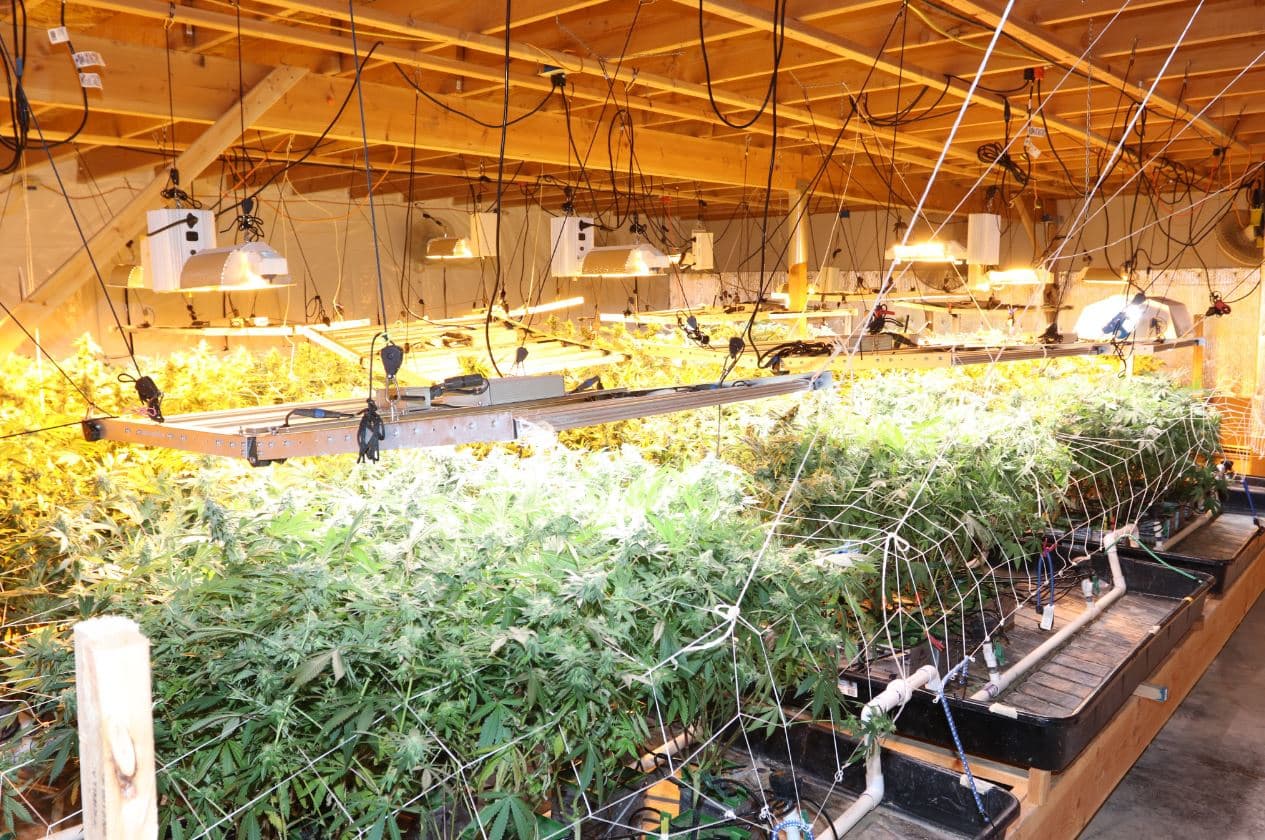 5,700 plantas de marihuana y $37 millones de 'cristal': los decomisos históricos en la cuarentena