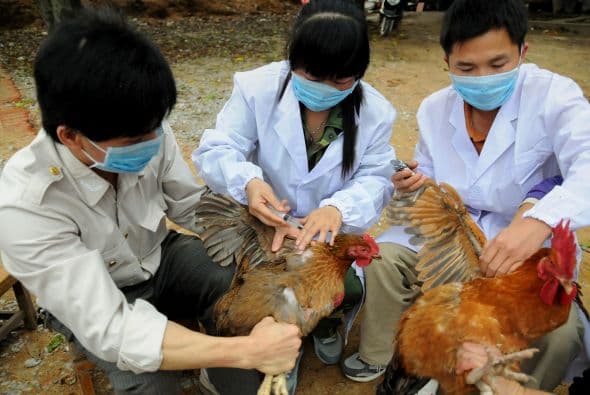 Reportan en China el primer caso en humanos de la gripe aviar H7N4