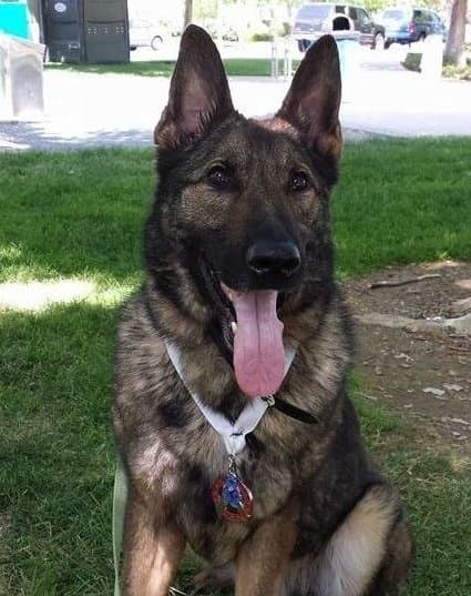 "No tenían idea de dónde estaba": United envía a Japón un perro que debió llegar a Kansas City