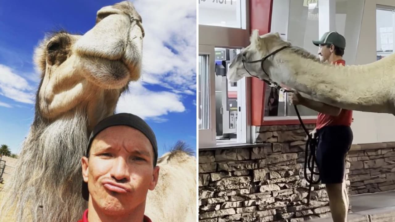 Hombre llega montado en camello a pedir comida en autoservicio: video causa furor en redes