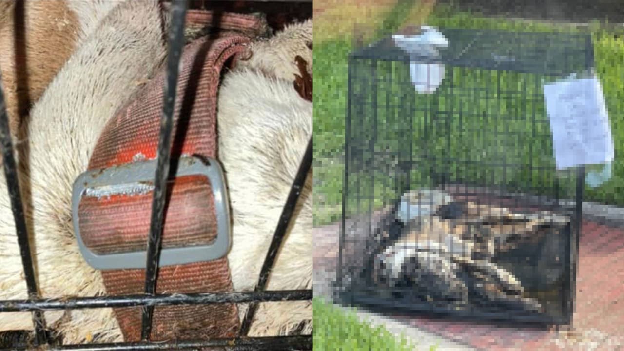 Hallan un perro muerto encerrado en una jaula: residentes de vecindario en Texas piden dar con el responsable