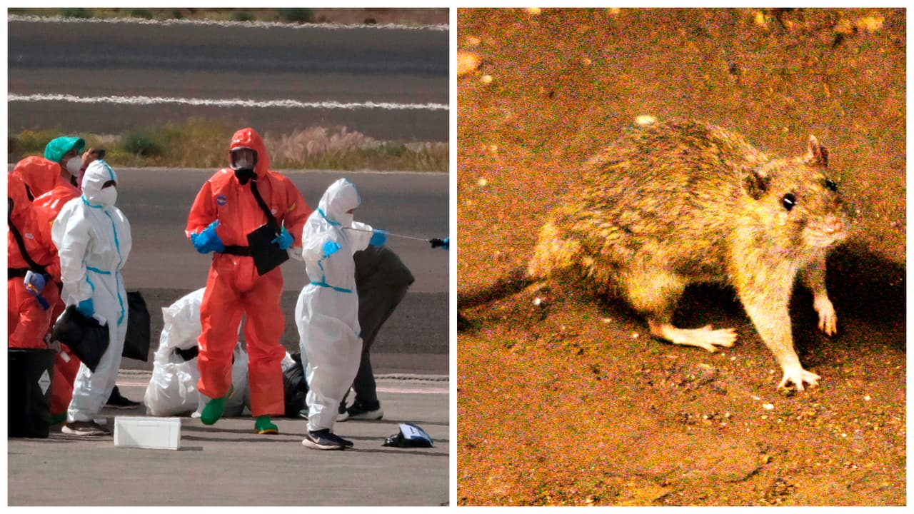 Maryland monitorea a dos personas por posible exposición a hantavirus relacionado a crucero