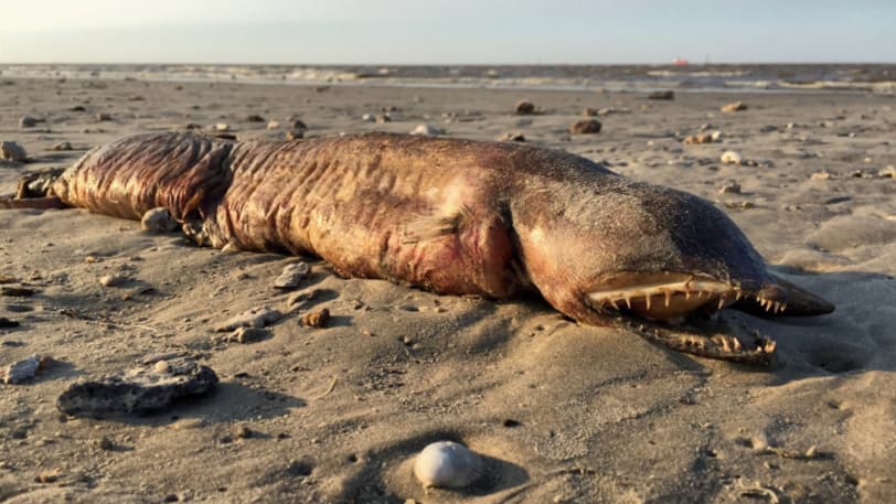‘Serpiente terrible’, ni tan grande ni tan rara: Esto se sabe de la criatura marina que apareció en una playa texana