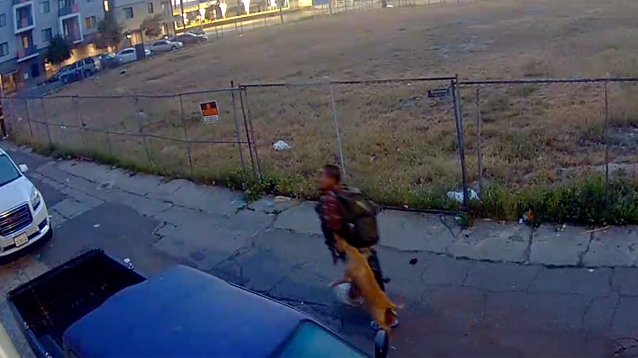 Arrestan a presunto responsable de violenta agresión contra un perro en Long Beach