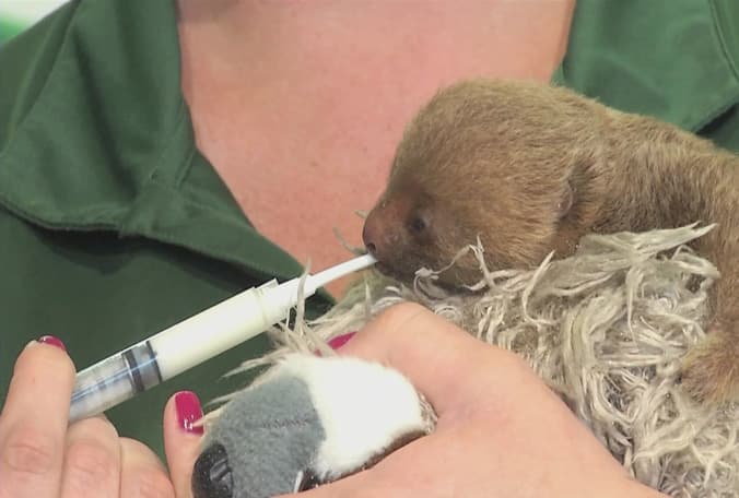 Koda, el pequeño perezoso, mientras lo alimentan con una jeringuilla.
