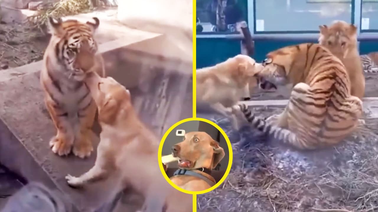 Perrita sorprende al enfrentarse a león y tigre más grandes que ella: es mamá de ambos