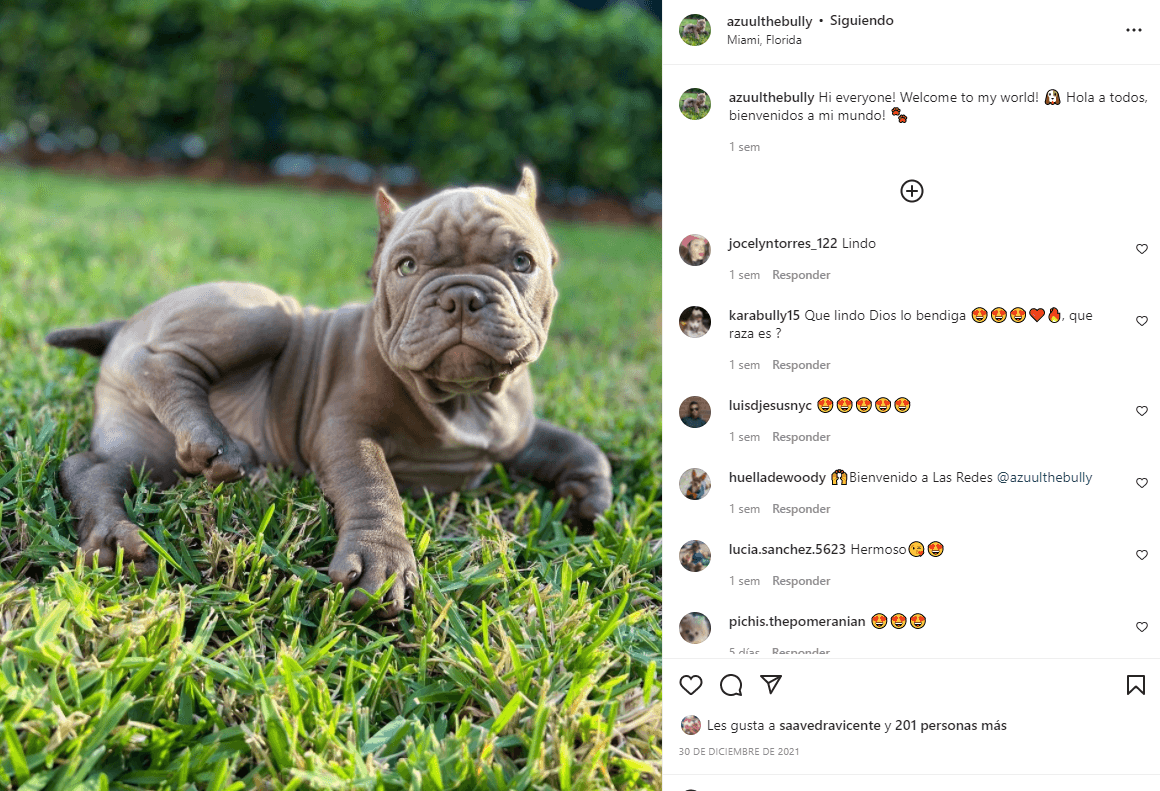 Además, Azuul pinta para convertirse en toda una celebridad, pues ya hasta tiene su perfil en Instagram: Azuul The Bully.