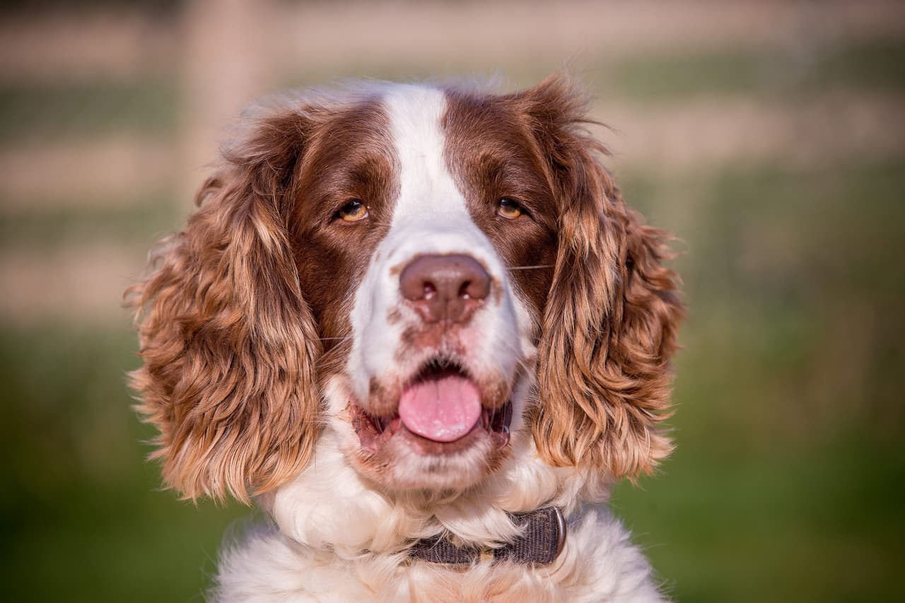Jasper ha estado seis meses en aquel santuario donde sí lo tratan bien.