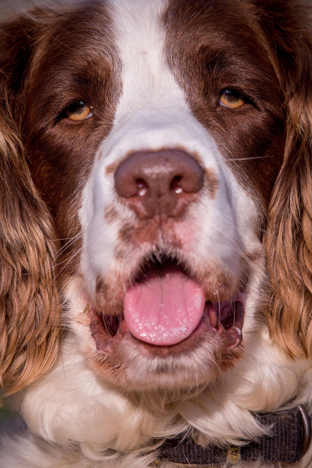 El perrito ha entrado en depresión debido al enorme tiempo que ha pasado encerrado en ‘kennels’.