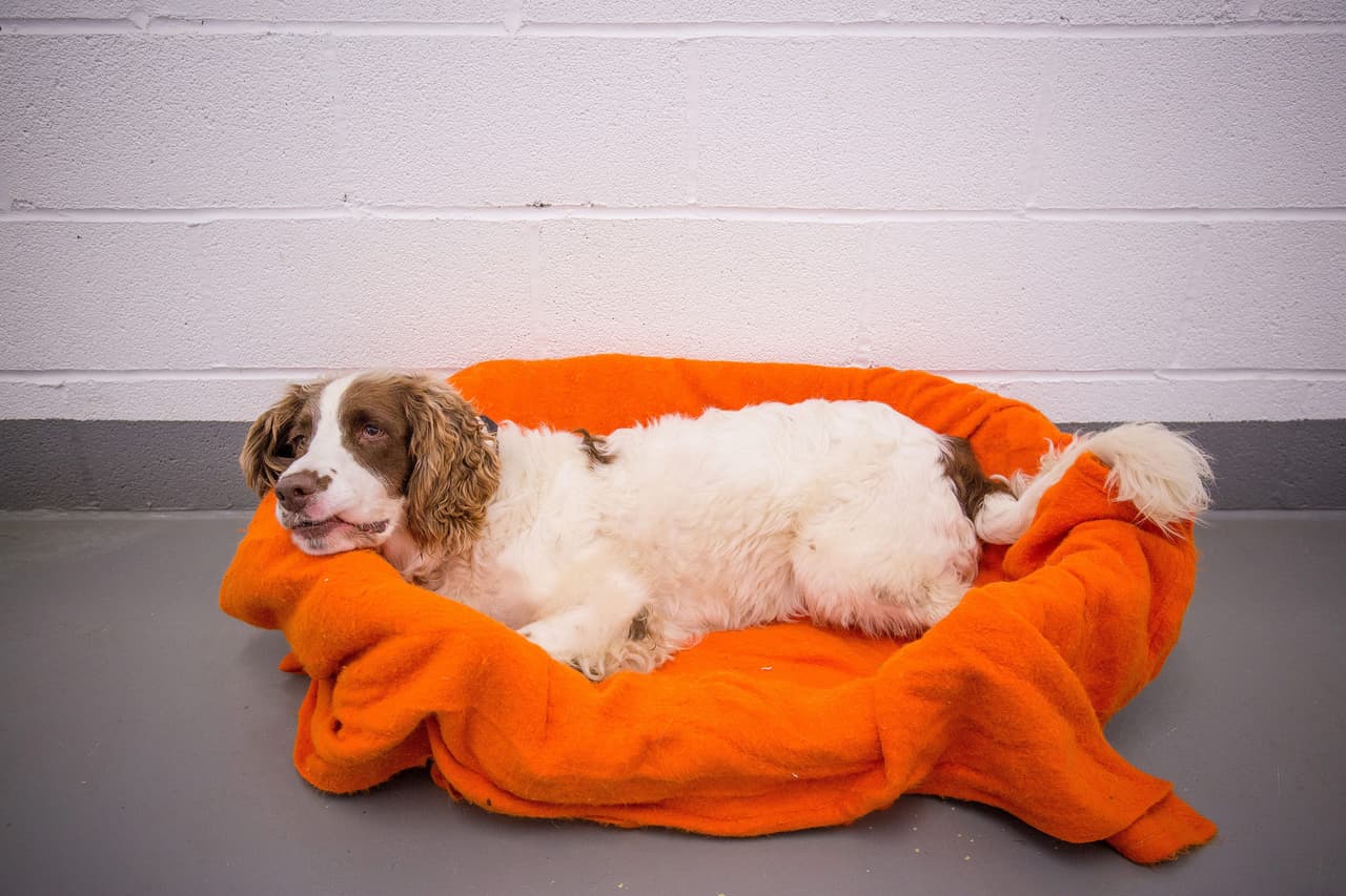 Él realmente sólo quiere un humano que le dé toda la atención que necesita.