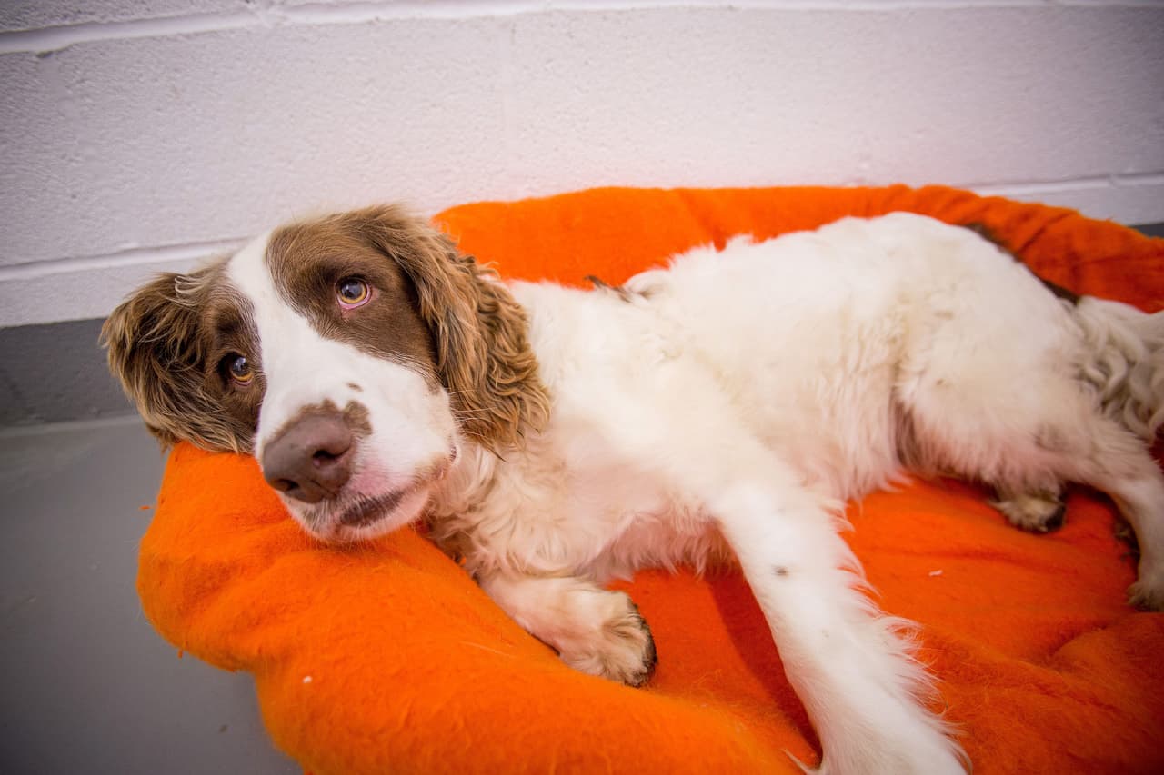 Sin embargo, parece no ser suficiente, pues el can ha dado indicios de esta enfermedad.