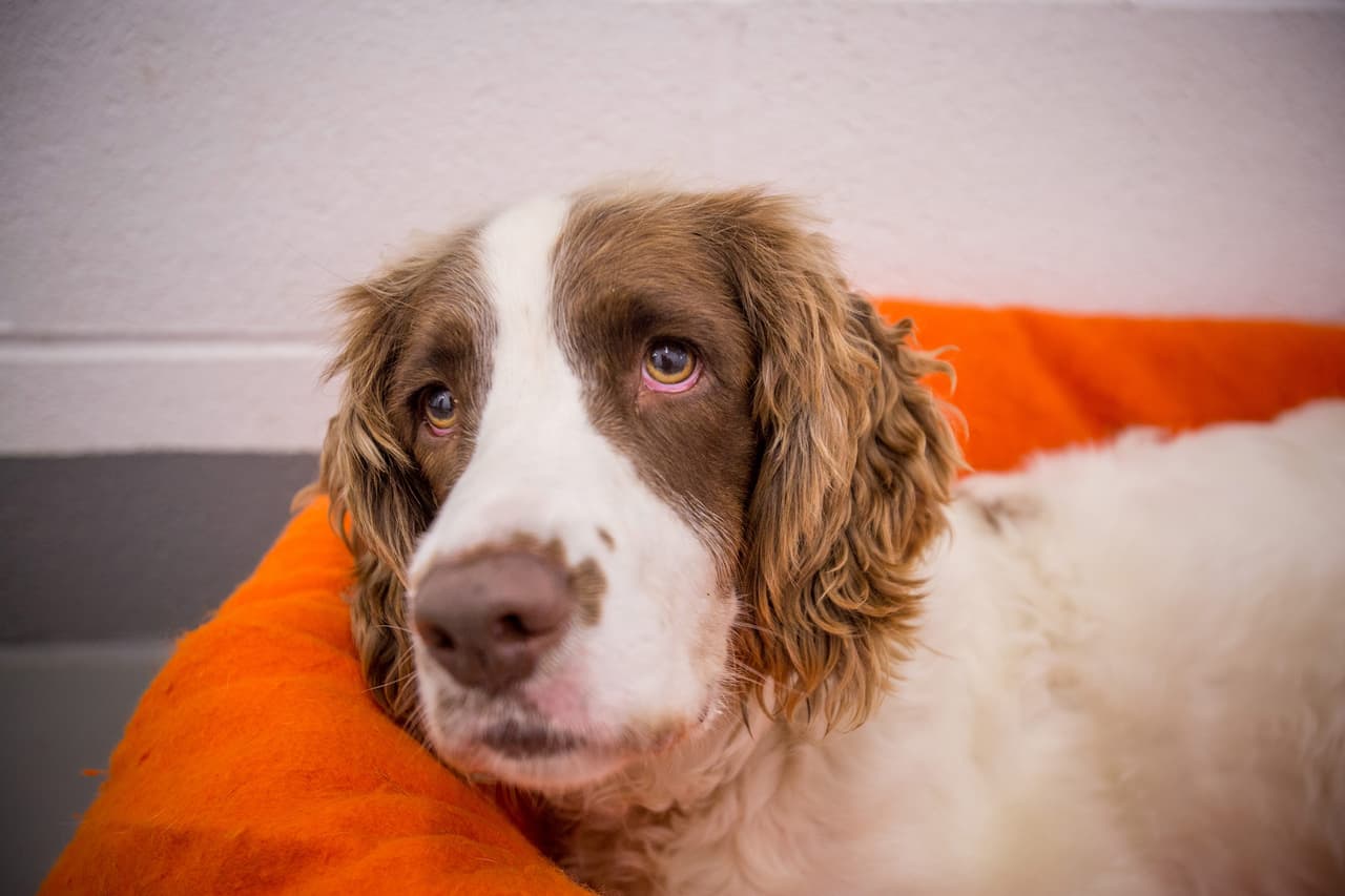 Busca un hogar desesperadamente.