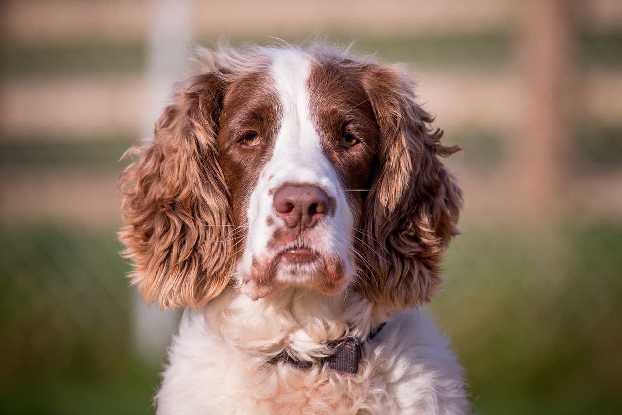 Ruega por un nuevo hogar