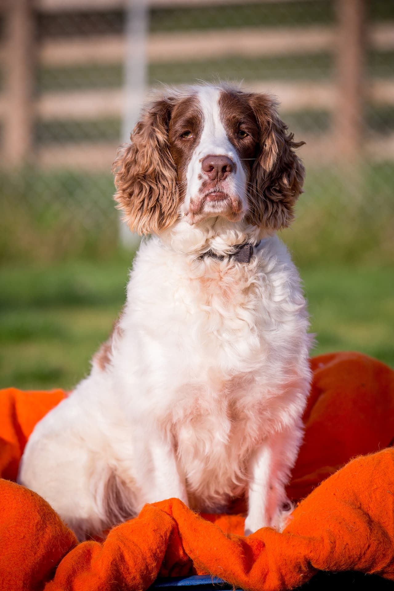 Ruega por un nuevo hogar