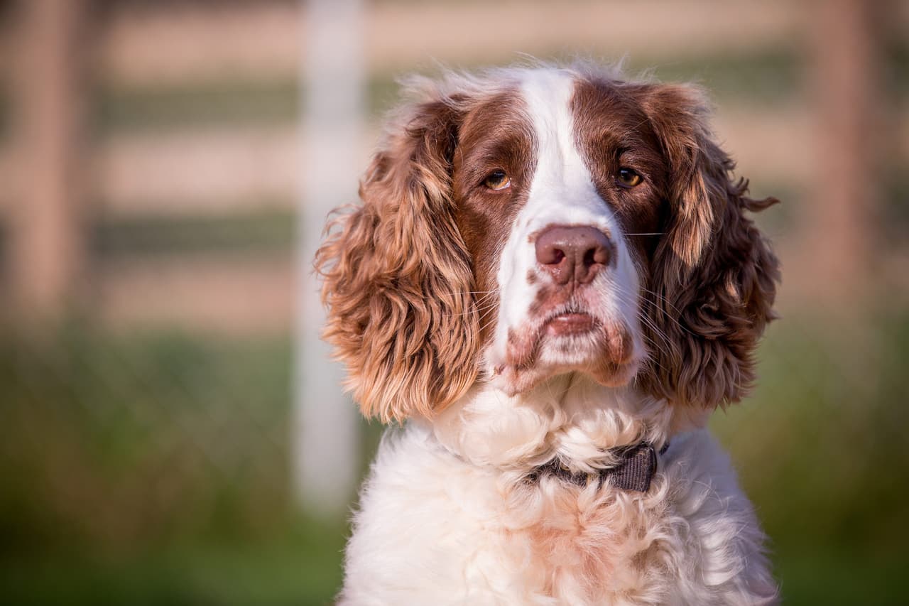 Está tan triste que raramente se molesta en levantarse de la cama.