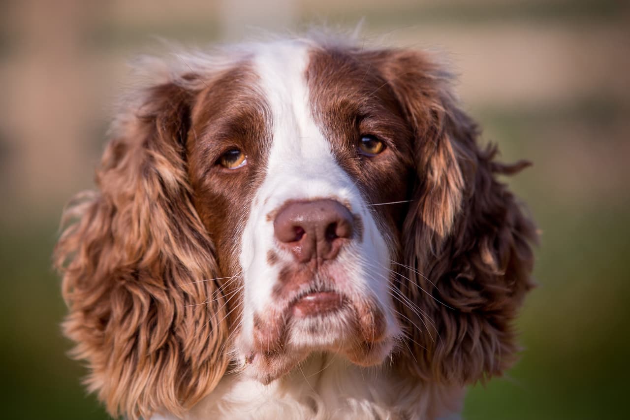 Ruega por un nuevo hogar