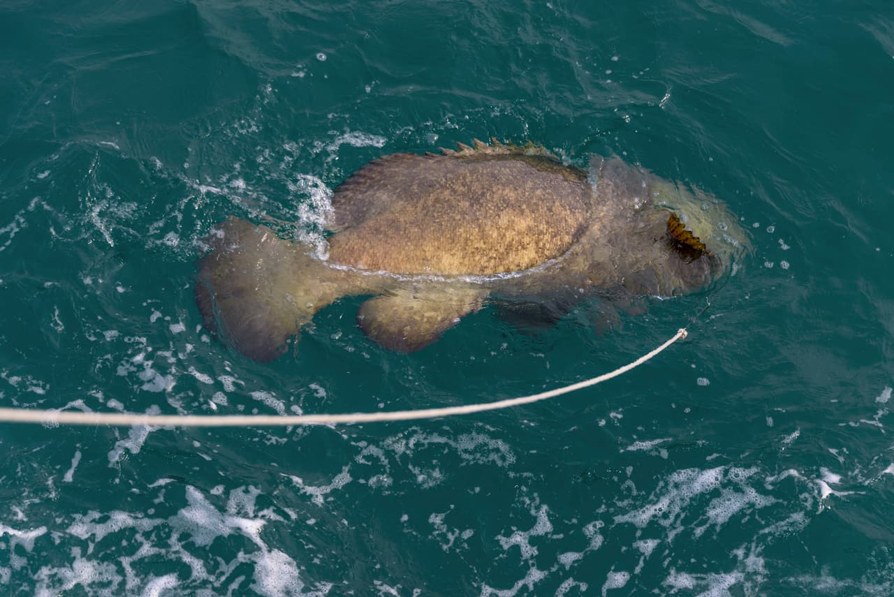 Bombero de Florida da cátedra sobre cómo no rendirse ante un pez de 400 libras